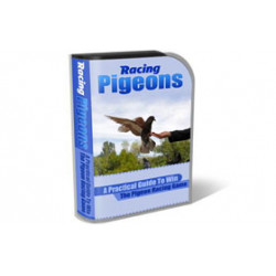 Racing Pigeons WP HTML PSD Template – Free PLR Website